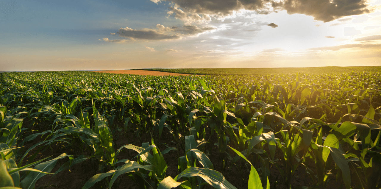 Corn For Cargillyeni (1)