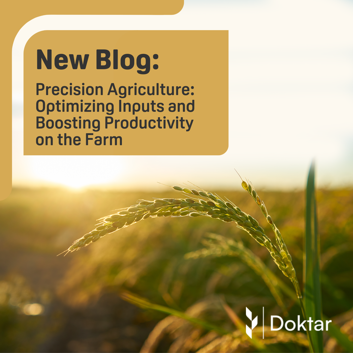 Precision Agriculture: Optimizing Inputs and Boosting Productivity on the Farm